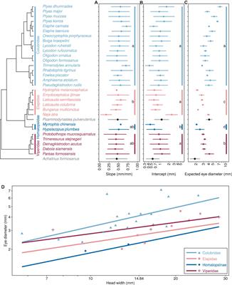 Size of Snake Eyes Correlates With Habitat Types and Diel Activity Patterns